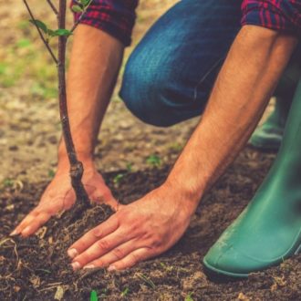 Tree planting in your garden