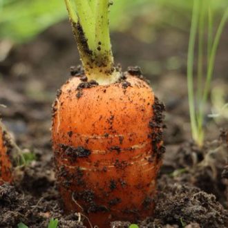 carrots-farming