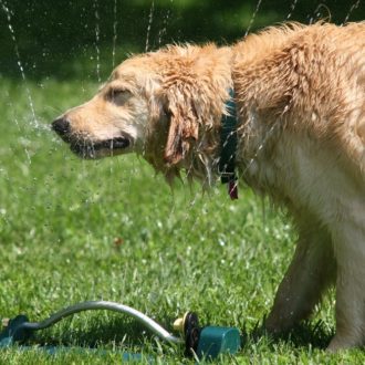 Dog cooling down in sprinkler