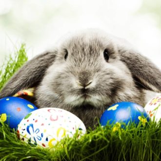 Easter Bunny with easter eggs