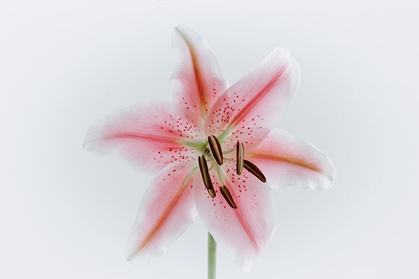 Lily a toxic plant for pets