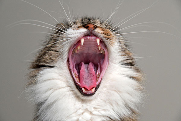 Brown and white cat opening mouth to show teeth