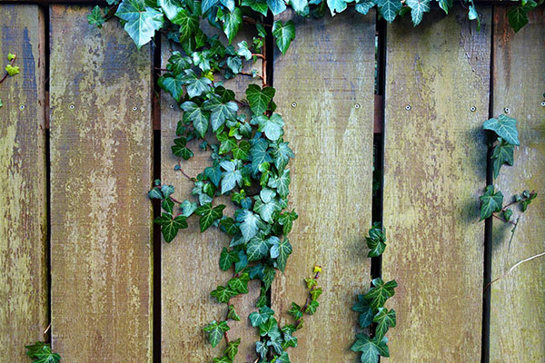 Timber fence with vines