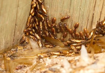 Termites eating through wooden wall