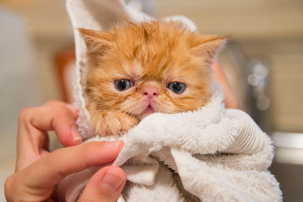 orange kitten wrapped in towel