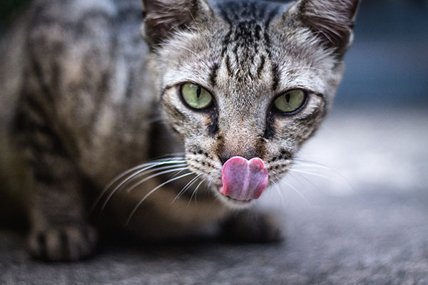 Grey cat licking nose