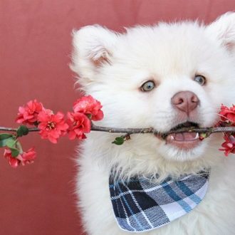 Fluffy white dog holding stick with flowers