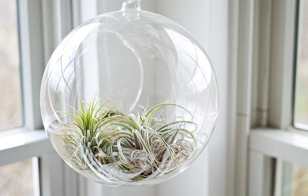 Air plant in indoor hanging glass ball