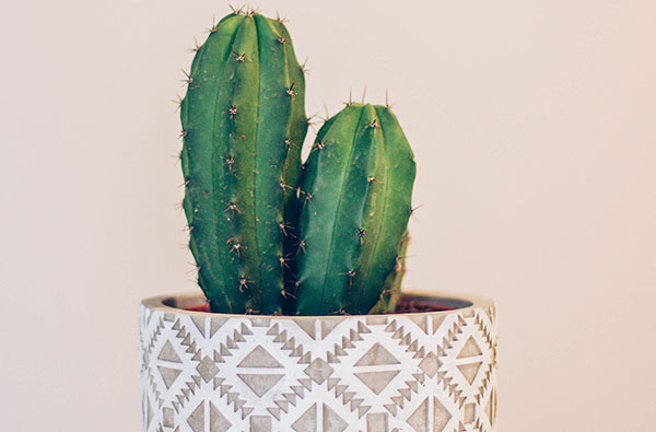 Two cactus plants in decorative indoor pot