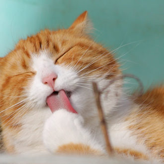 Orange cat grooming paw