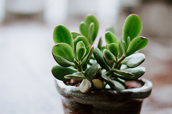 small jade plant in brown pot