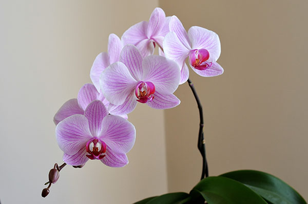 Purple orchid flowers indoor