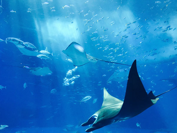 underwater with string rays and fish