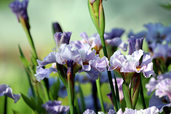 Purple iris flowers in garden