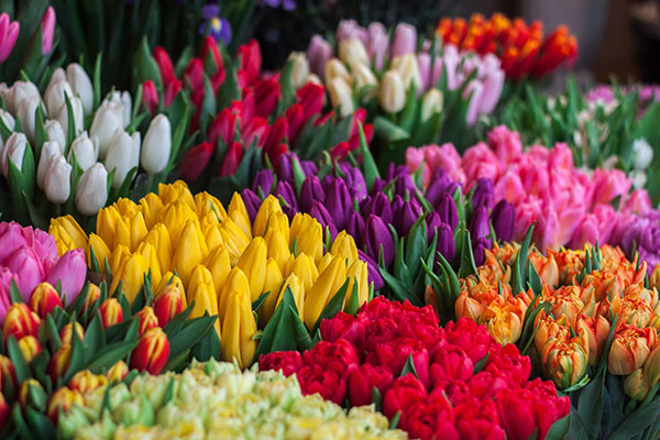 Colourful assortment of tulip flowers
