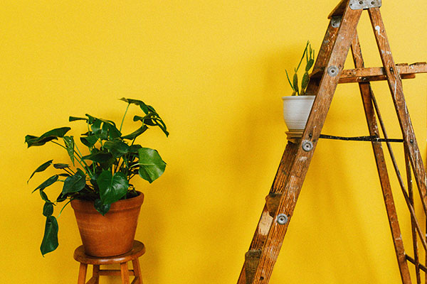 bright yellow painted wall with ladder and pot plant