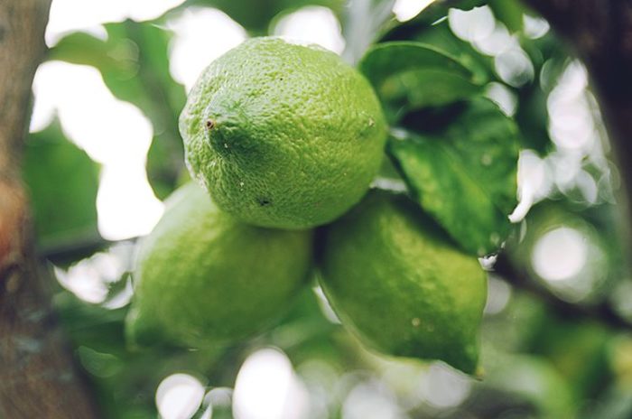 Garden maintenance tips for citrus trees in winter
