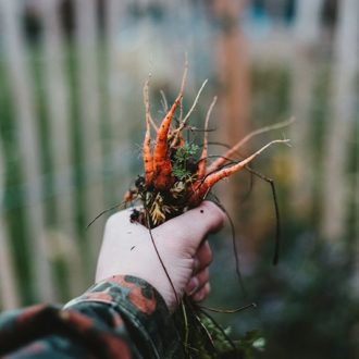 Grow carrots in winter with our garden maintenance tips
