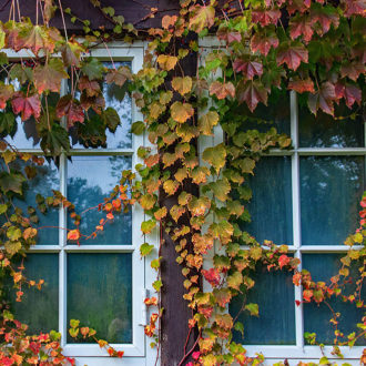 House window covered in climbing vine plants