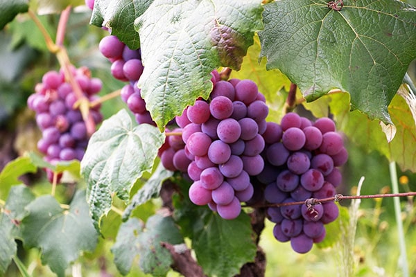 vines with purple grapes