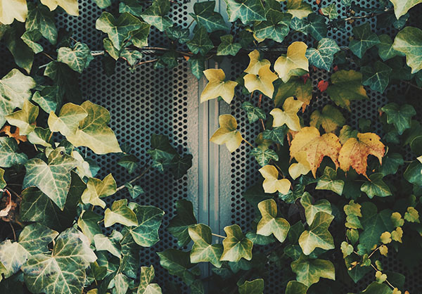 Leafy green vines covering wall