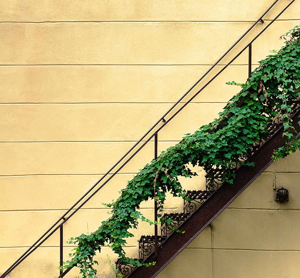 vines climbing around staircase bannister