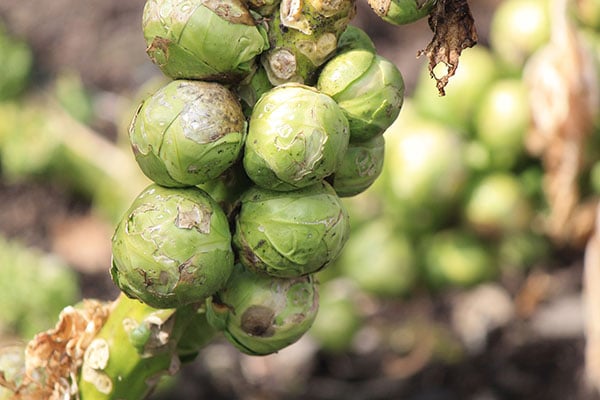 mature brussel sprout plant ready to harvest