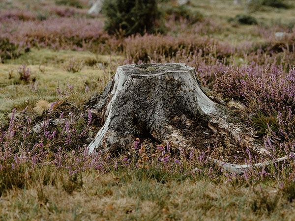 tree stump in grass
