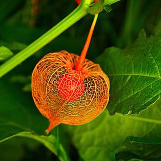 flower of orange chinese lantern plant with lace pod
