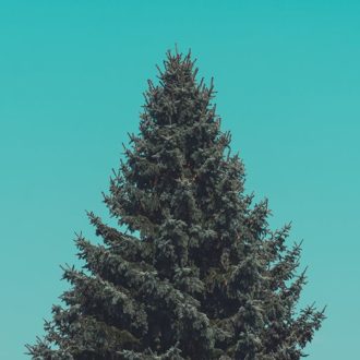 Christmas Tree Australia Pine