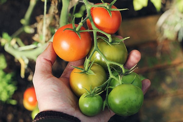 hand holding tomato plant vine with red and green tomatoes