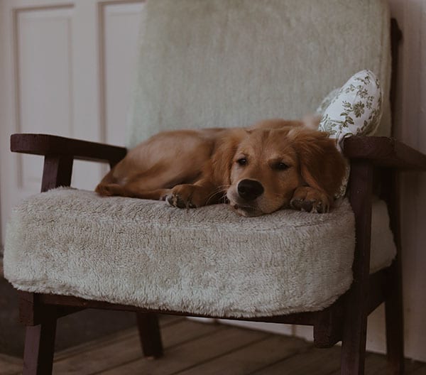 labrador dog laying on beige armchair seat