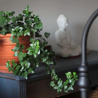 green leafy plant in teraccota pot on indoor table