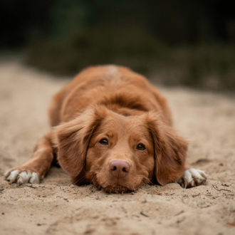 Brown-Dog-Laying-on-sand