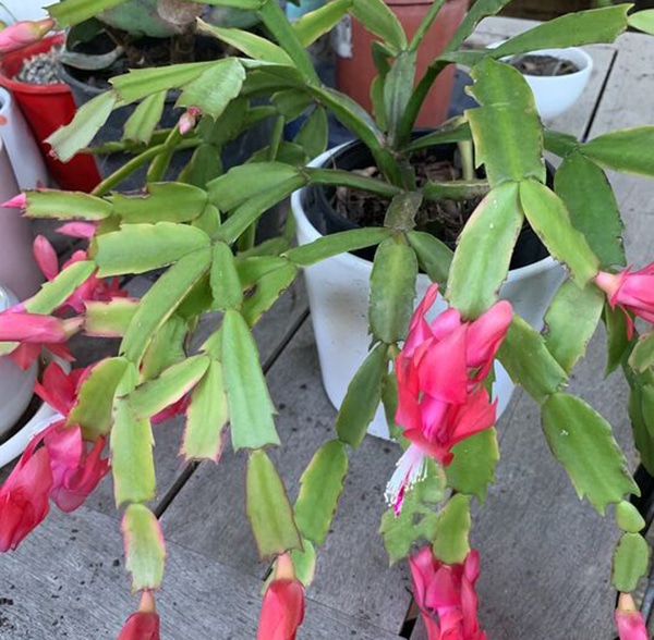 pink flowering Zygocactus