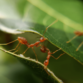 Ant on green leaf