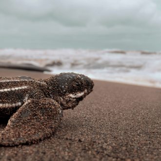 Baby turtle on beach