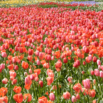 Field of pink and orange tulips in Canberra