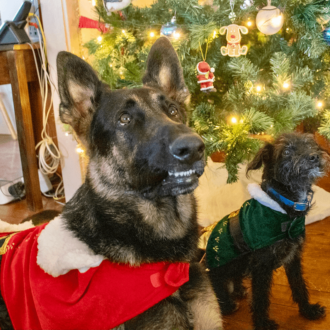 Two dogs in Christmas costumes