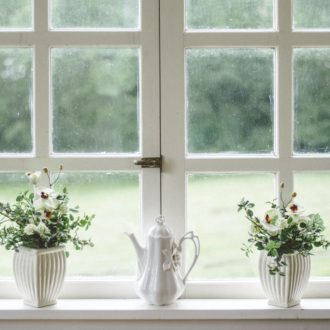 Plants on window