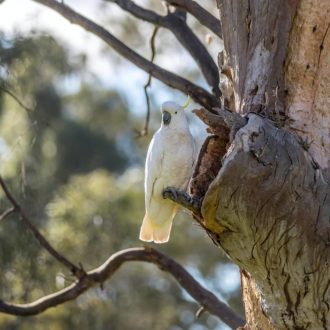 Australian Bird in Gum Tree