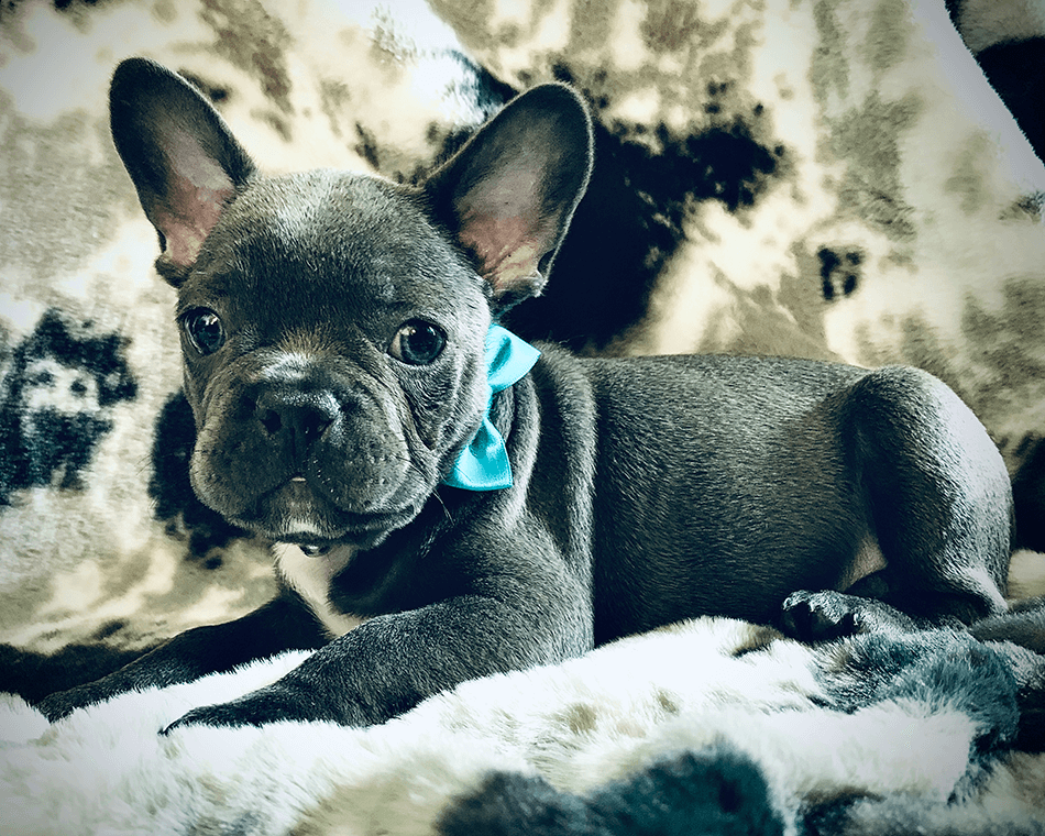 Young French Bulldog pup wearing a light blue bow