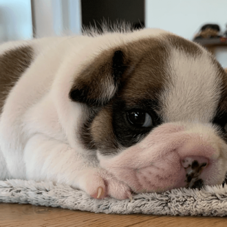 French Bulldog puppy laying on a blanket