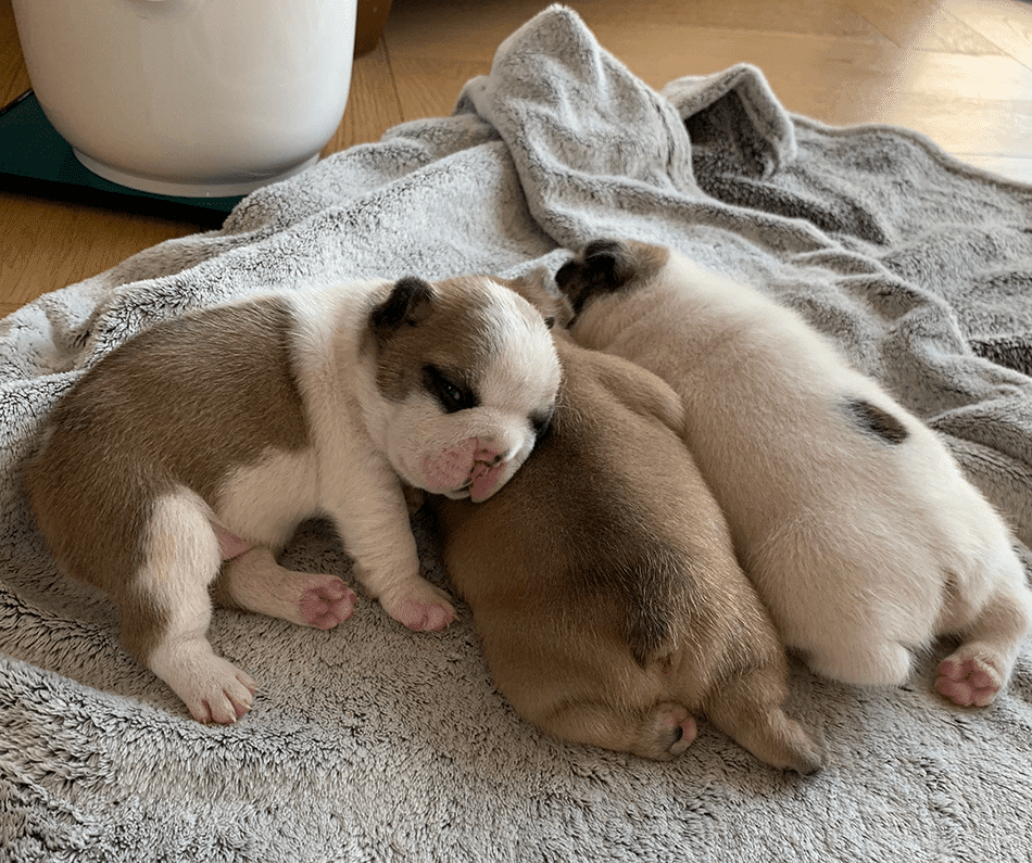 3 Multicoloured French Bulldog puppies laying on a blanket, all are only a few weeks old