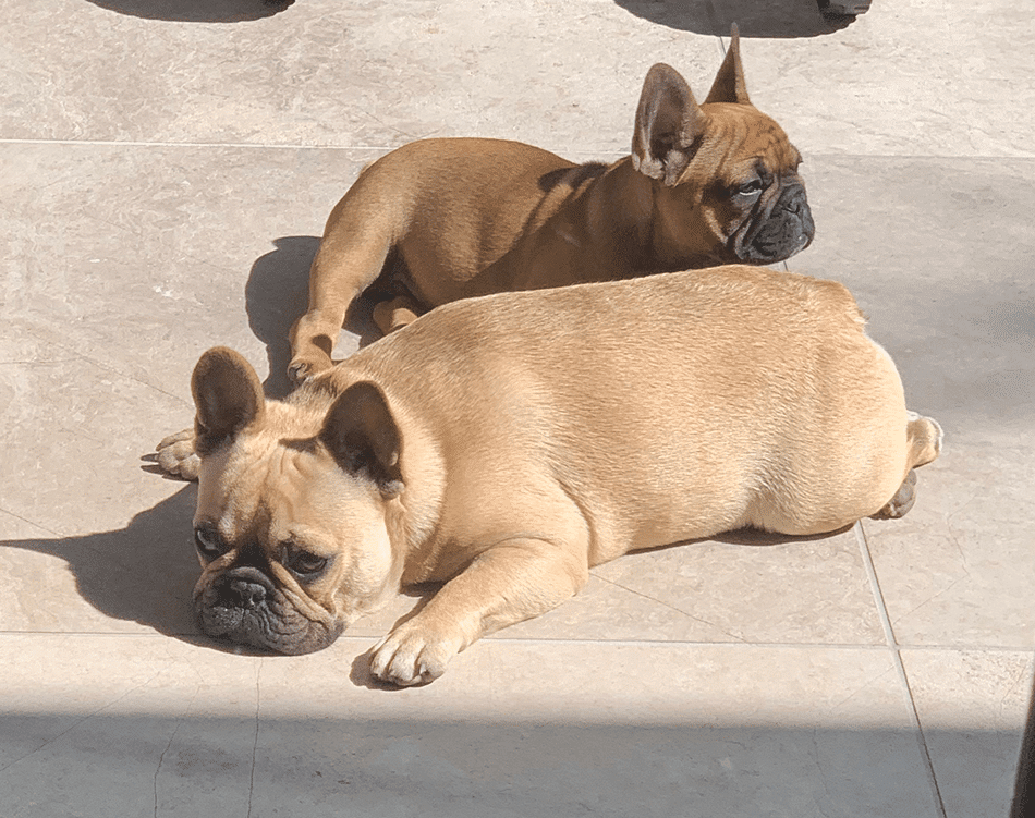 Two golden brown French Bulldog puppies (6 months and 1 year old) laying on tiled flooring.