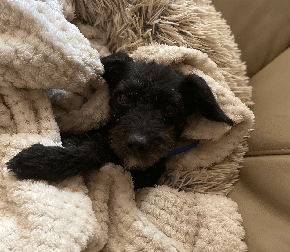 Small black dog sleeping, wrapped up in a tan blanket on a couch