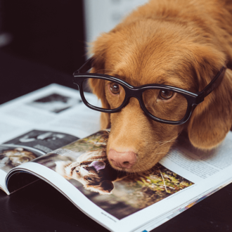 Dog with glasses
